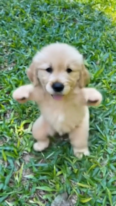 Bailalo rocky #perrito #bailalorocky #bailalo