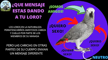 ¿Dónde no se debe tocar a los loros?