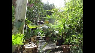 How to create a tropical look in a Northern climate