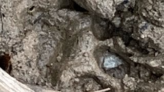 New BFRO Report 02/2025! Centre County, PA(Bear Track)