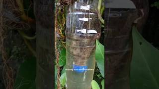 How Roots catch water? #verticalfarming #foodsecurity #sustainablesolutions