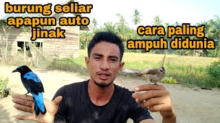 Dalam hitungan detik Bisa menjinakkan burung liar_ini caranya