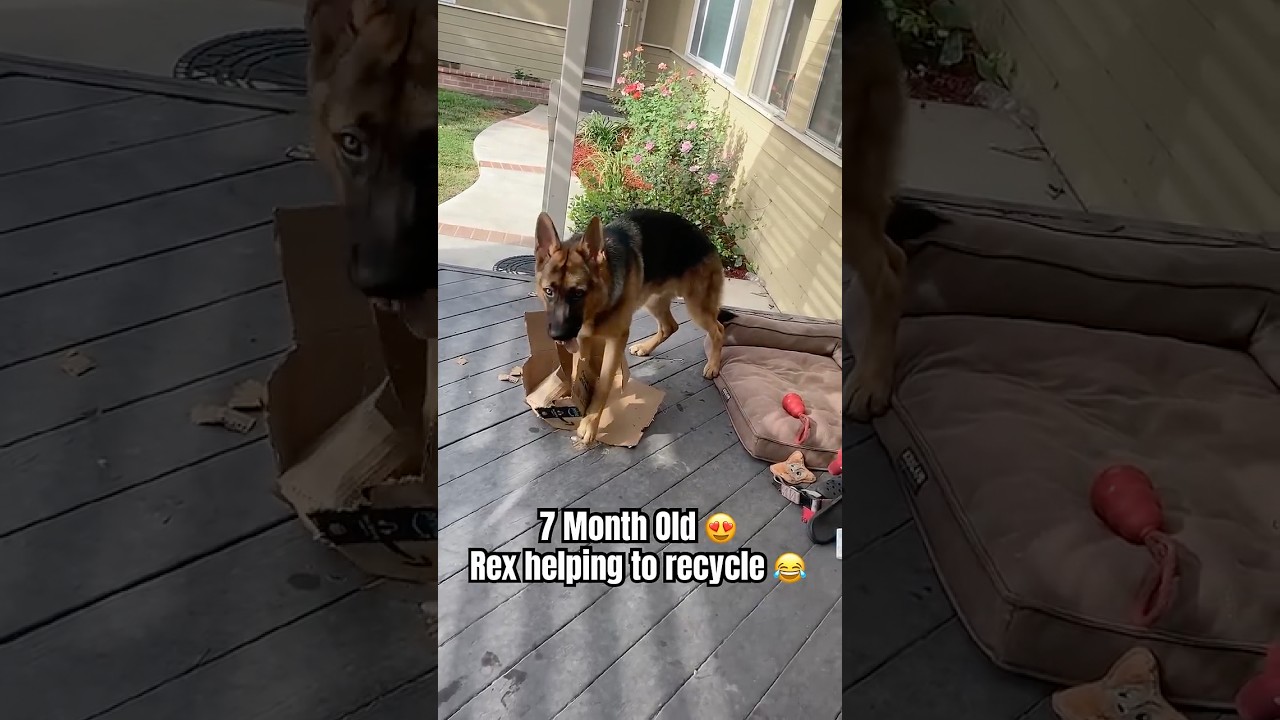 Watch 7-month-old German Shepherd Rex turn recycling into chaos 😂♻️ Funny Puppy Video