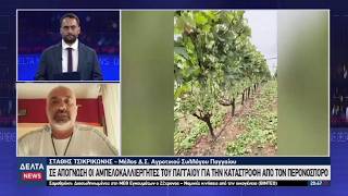 Σε απόγνωση οι αμπελοκαλλιεργητές του Παγγαίου για την καταστροφή από τον περονόσπορο | 06.08.2026