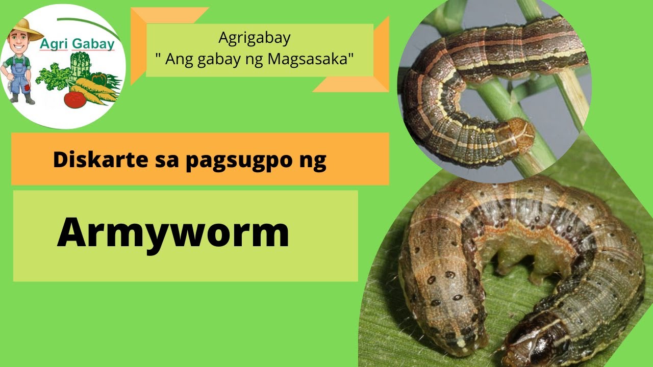 Diskarte sa pagsugpo ng Armyworm (FAW)