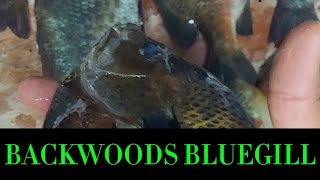 SALINE RIVER BREAM FISHING IN ARKANSAS