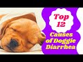 Diarrhea In Dogs : 12 Reasons Your Dog Has Diarrhea ! Dog Health Tips 2021