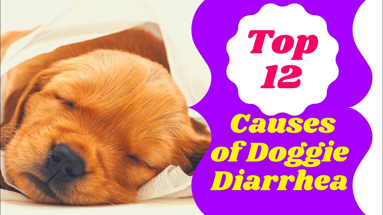 Diarrhea In Dogs 12 Reasons Your Dog Has Diarrhea ! Dog Health Tips