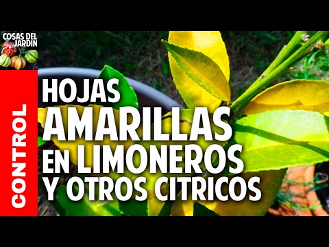 Video: Mis limas son amarillas, no verdes - Causas por las que las limas se vuelven amarillas en los árboles
