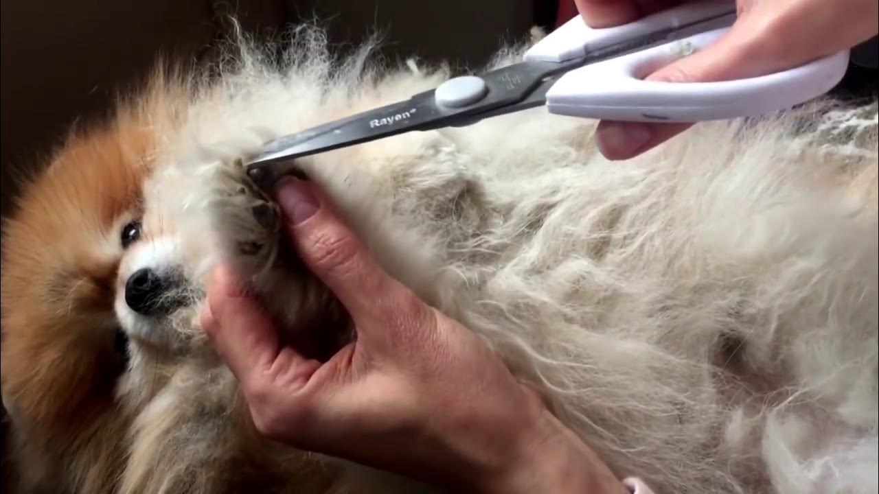 Стрижка ногтей у собак. Как стричь когти шпицу. Стрижка ногтей у собак. Как стричь когти шпицу. Как стричь когти шпицу.
