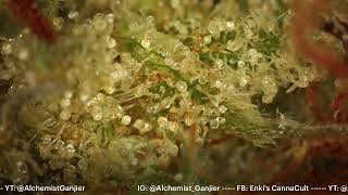 Everybody’s “Scromiting” Now: Cannabis Hyperemesis, Alarmism, and What the Data Actually Says