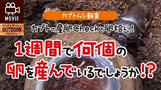 カブトムシの産卵力Check！1週間で何個の卵を産むのか！？【カブトムシ飼育】