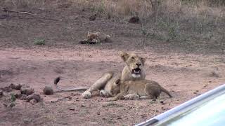 Adroable Lion Cub Antics