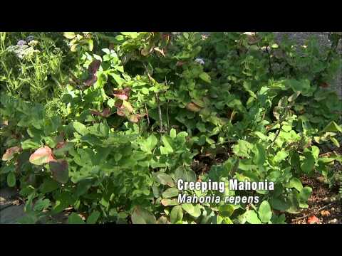 Vidéo: Leatherleaf Mahonia In Gardens - Conseils pour la culture des plantes de Leatherleaf Mahonia