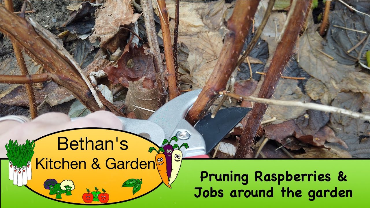 Raspberry pruning & jobs around the Garden YouTube