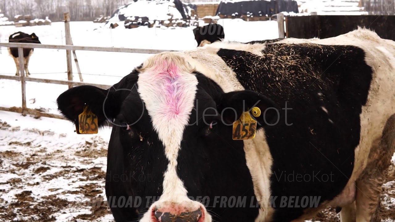 Dirty cow with room on his ear, farm in winter