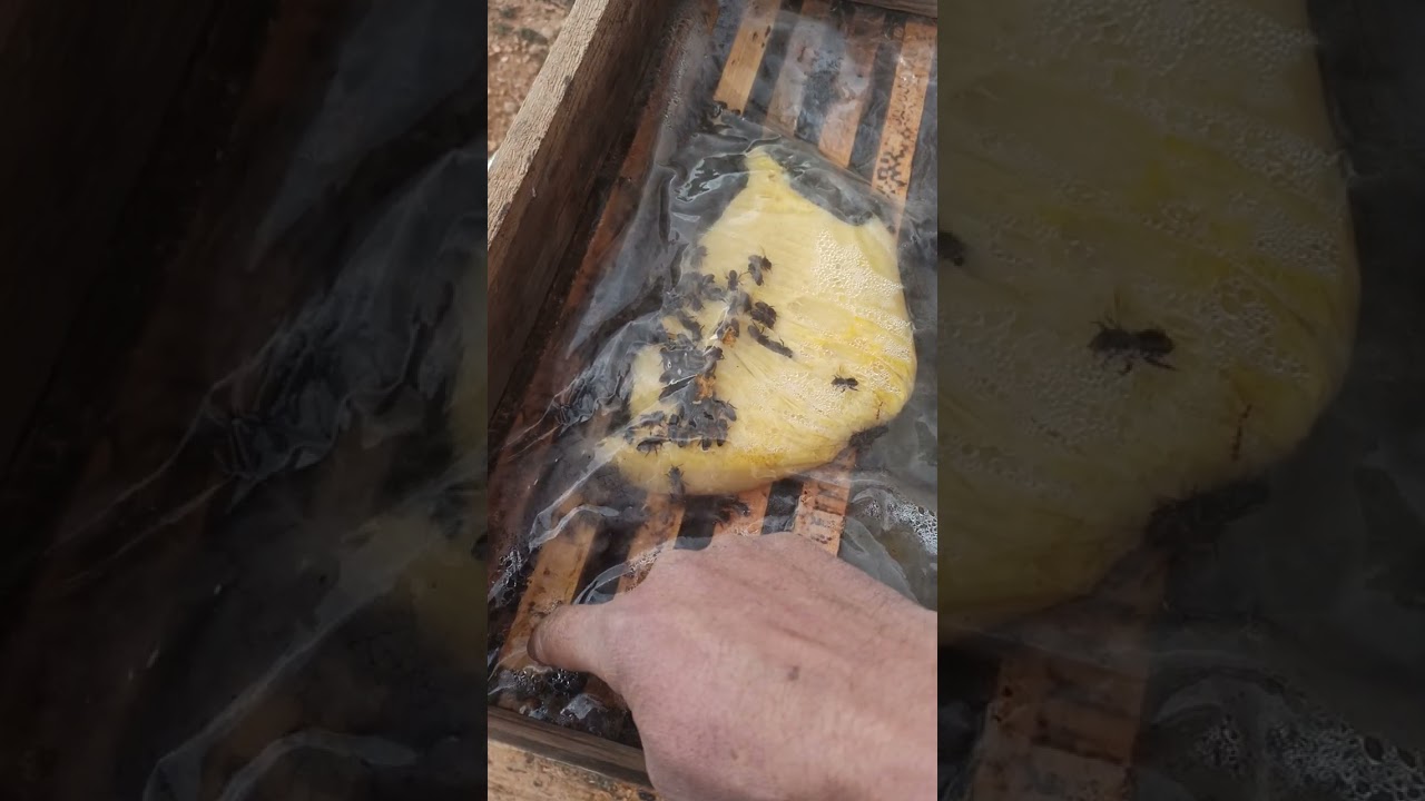 شاهد كيف تشكلت الرطوبة داخل خلية النحل بعد تغطيتها بالبلاستيك