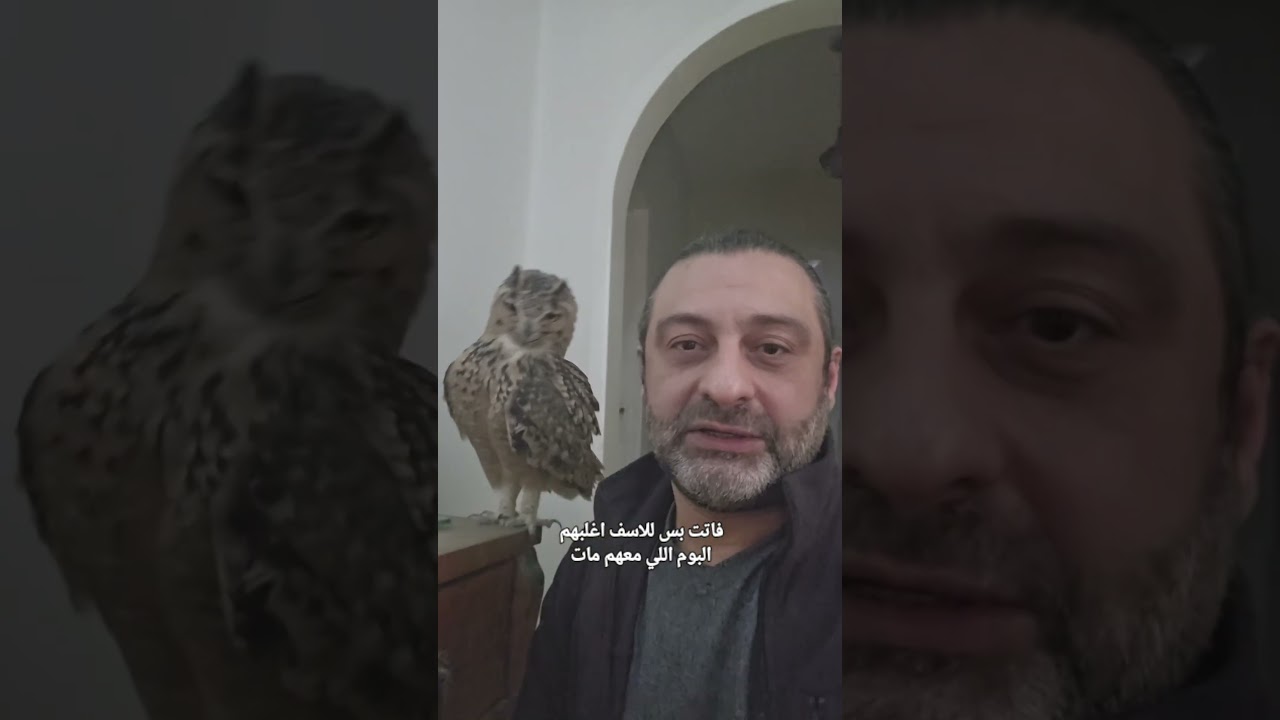 البومة ليلي🦉 نصيحة لوجه الله  #طيور #بومه  #بومة