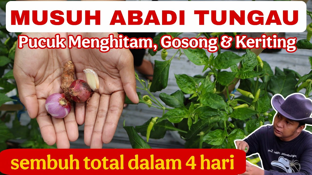 Menyembuhkan Daun Gosong Karena Tungau modal seribu rupiah