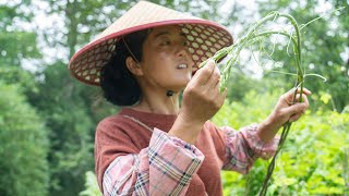 牛尾菜，氨基酸含量超高的野菜|A wild vegetable rich in amino acids,Niuweicai【乡野莲姐】@4K