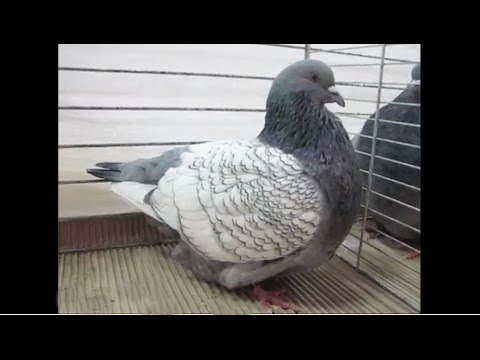 Lynx De Pologne Bleu Maille A Vol Blanc Exposition De Pigeons Kembs 17 Youtube