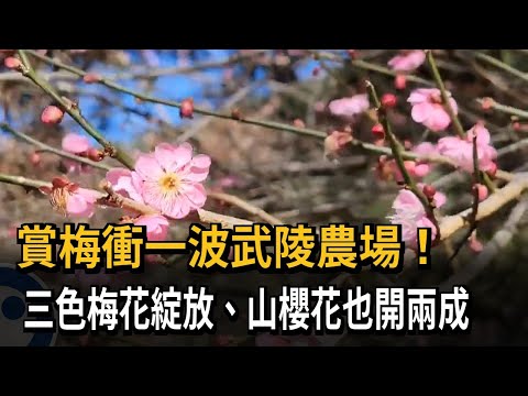 賞梅衝一波武陵農場！ 三色梅花綻放、山櫻花也開兩成－民視新聞