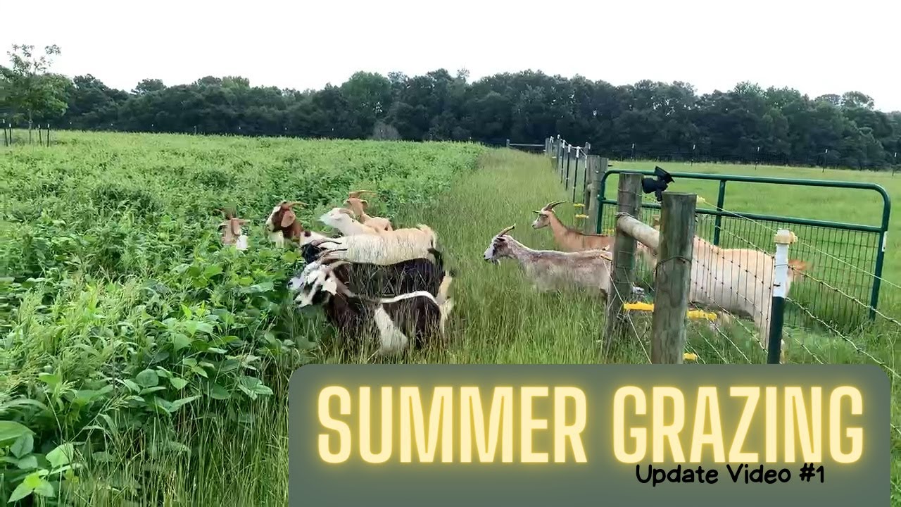 Goats Summer Grazing Update Video 1 | Healthy Goats, Healthy Pasture