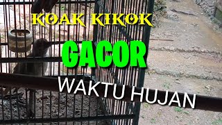 koak koak Kikok gacor