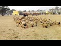 Ncc cadet drill vs ragda