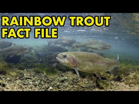 Video: Sevan trout: habitat, description, photo