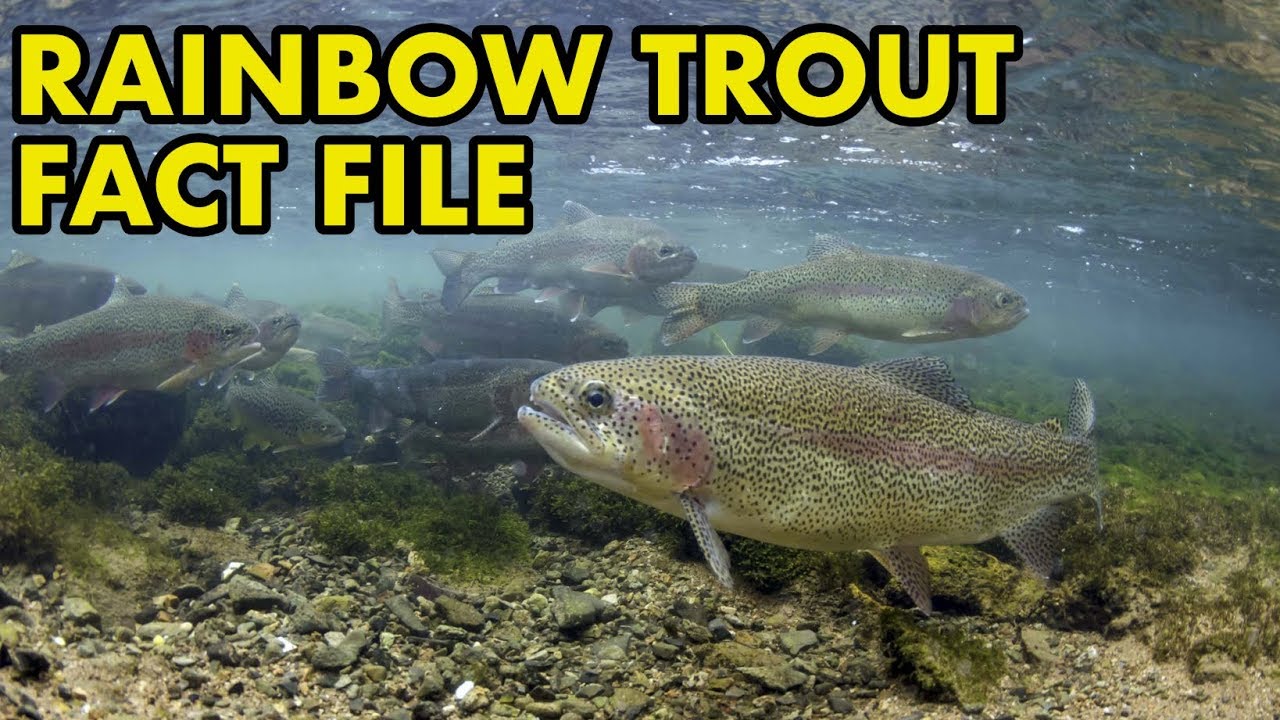 Rainbow Trout: Fact File (British Wildlife Facts) - YouTube