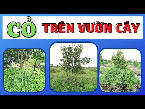 Video: Thực vật có thể mọc trong vườn - Thông tin về cách trồng cây trong vườn