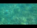 お魚天国・3 田子瀬浜