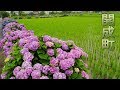 Blooming Hydrangea in the rice fields.#開成町 #4K #開成あじさいの里