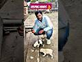 #helping hands#trending #dogs lover #new fallower #1000k fallowers#shorts