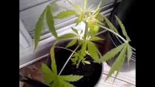 Update #9 Transplanting