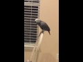 African grey parrot farts for the ladies!