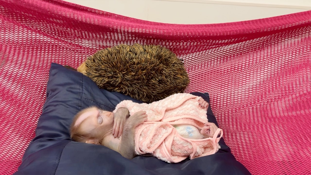 Baby Monkey Tauch Well Napping On Hammock