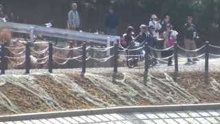 20130413 菖蒲谷 ジュニアXC