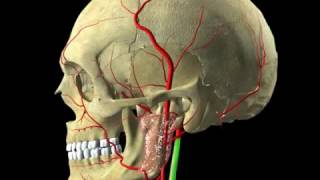 Head and Neck - Digital Anatomy screenshot 5