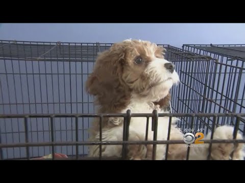 Video: Pet Scoop: Puppy Diselamatkan Dari New York Fire, Christie Brinkley Terluka Mencoba Menyelamatkan Burung