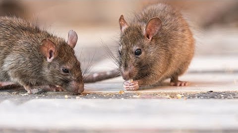 Situation Report-Rat invasion? July 2025