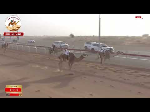 ش2 سيف الحول المحليات مضمونة لـ سعيد منانه غدير الكتبي 9 18 35 مهرجان الشيخ محمد بن زايد 2025 