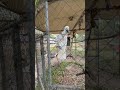 queit parrot 🦜 #shortfeed #shortvideo #love #shorts #beautiful #hallo rama chilu ka#wow