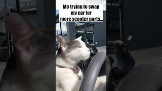 Need that Stage6 setup!  #stage6  #scootertuning #catmemes