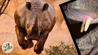 They Have Fangs?! | Rhino Facts | Animal Files | Laf Pack