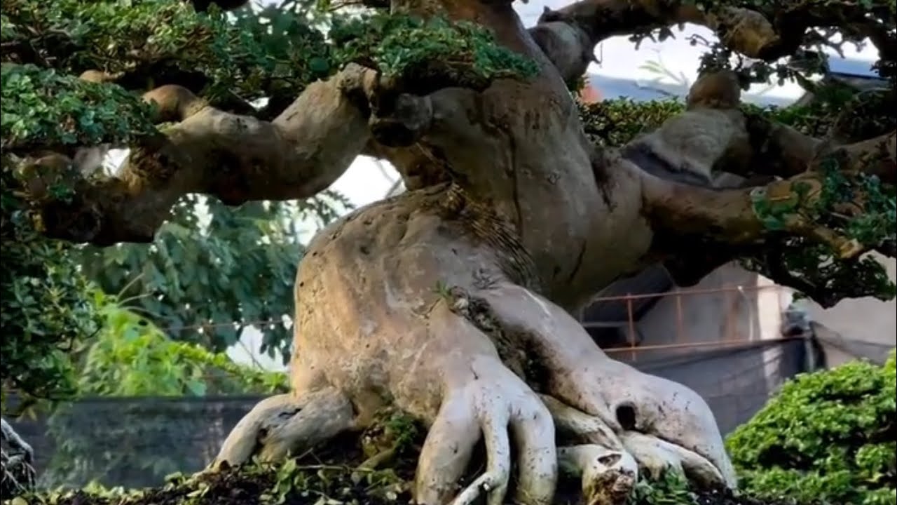 Kumpulan bonsai sancang meliuk petarung KOLEKTOR 