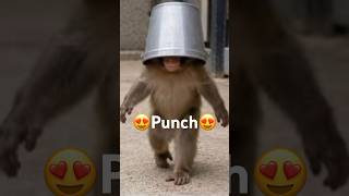 El Monito Punch:El rey absoluto de todos los corazones del mundo #punch #love #viral #music #monkey
