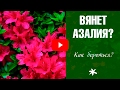 Азалия 🌼 Почему вянет цветок?