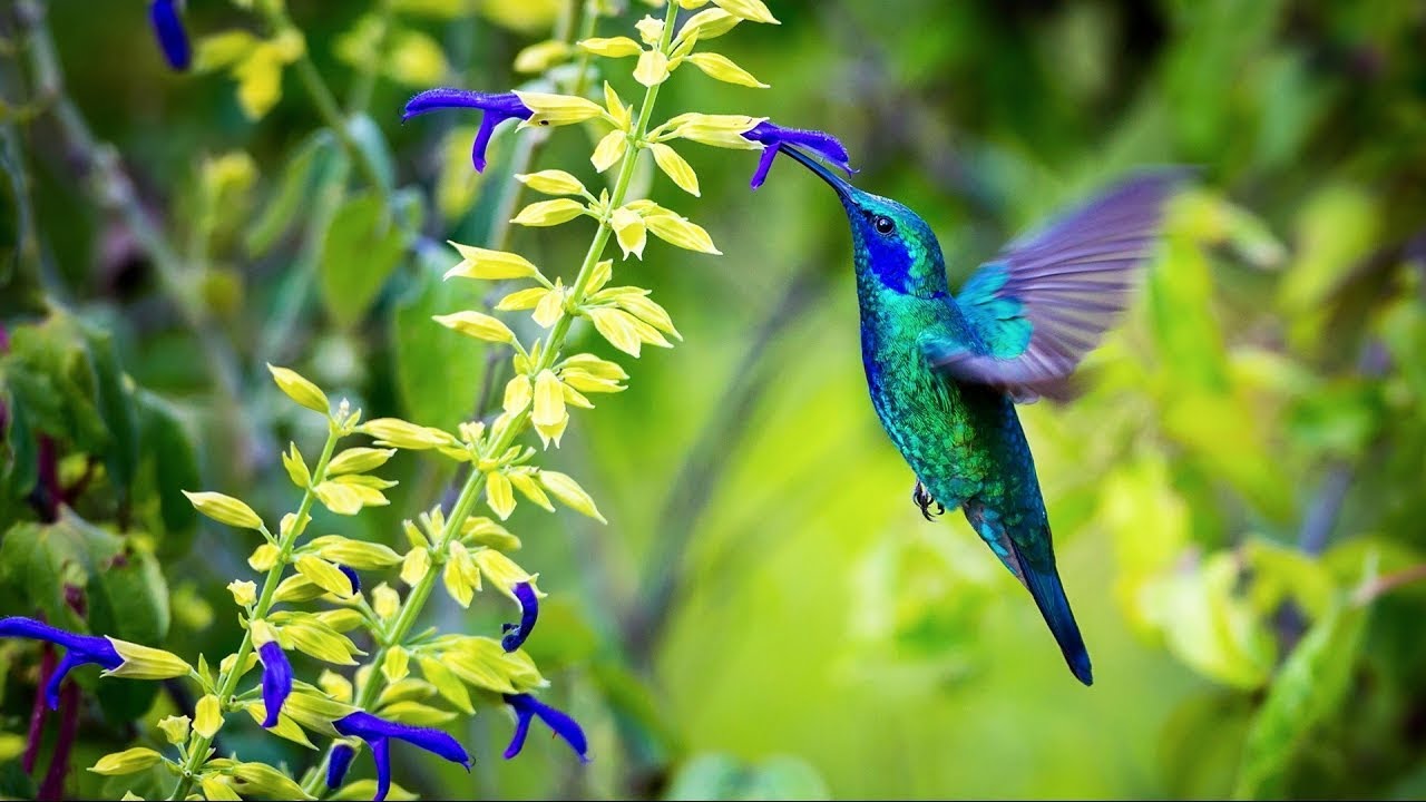 Sons de la Nature pour Dormir Relaxation Travailler se Concentrer  Bruits Nature Fort Oiseaux